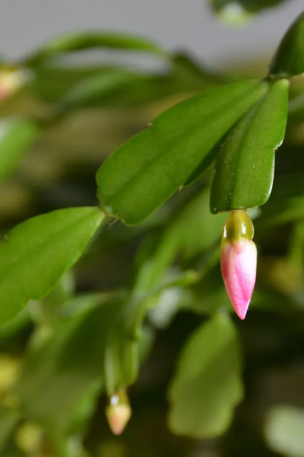 Christmas cacti rounded leaves