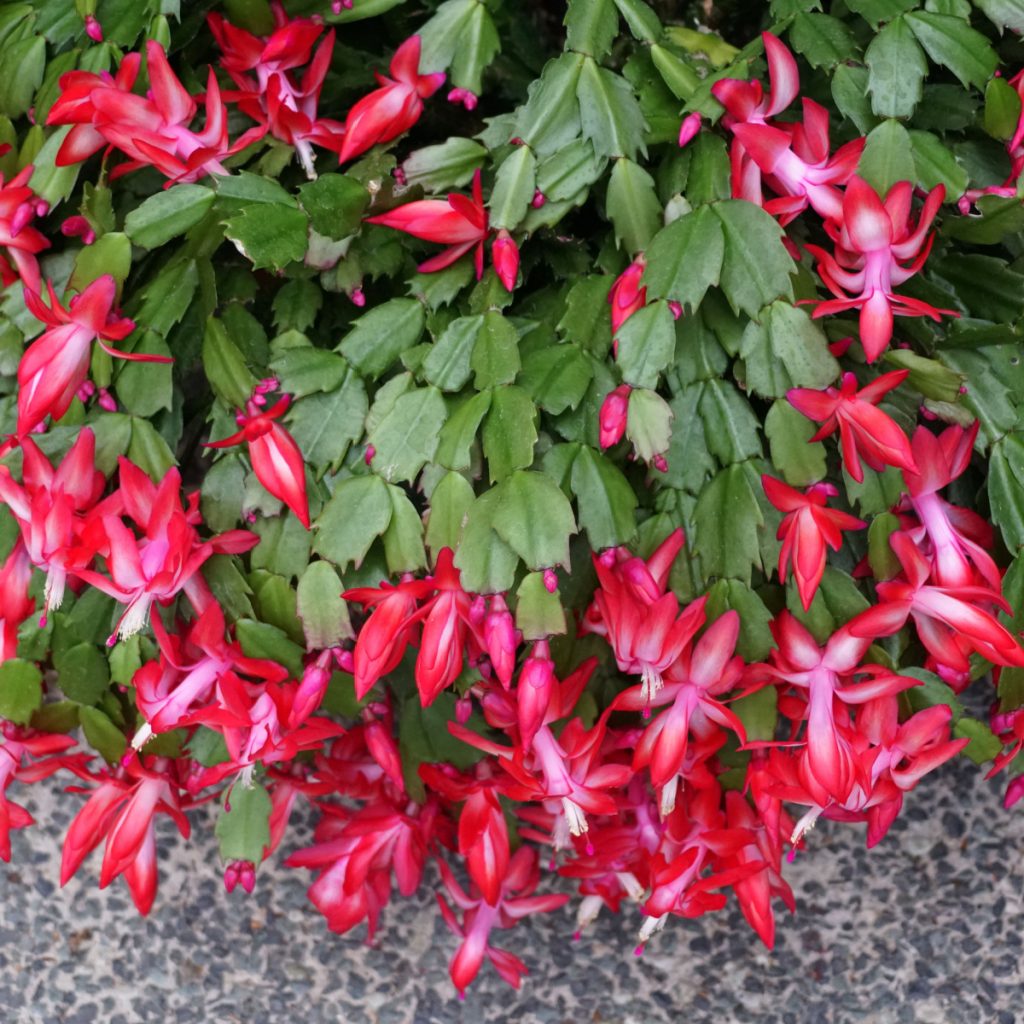 Christmas or Thanksgiving cactus