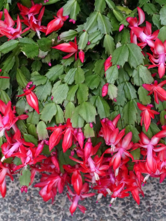 Christmas or Thanksgiving cactus