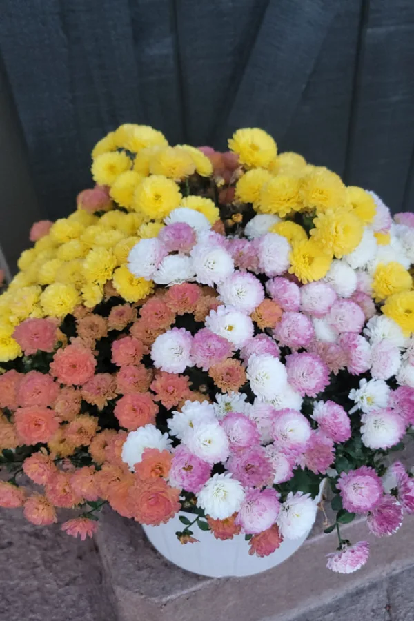 keep mums alive after they bloom - floral mums