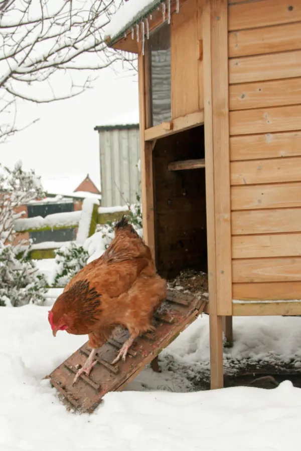 chickens coming outside in winter