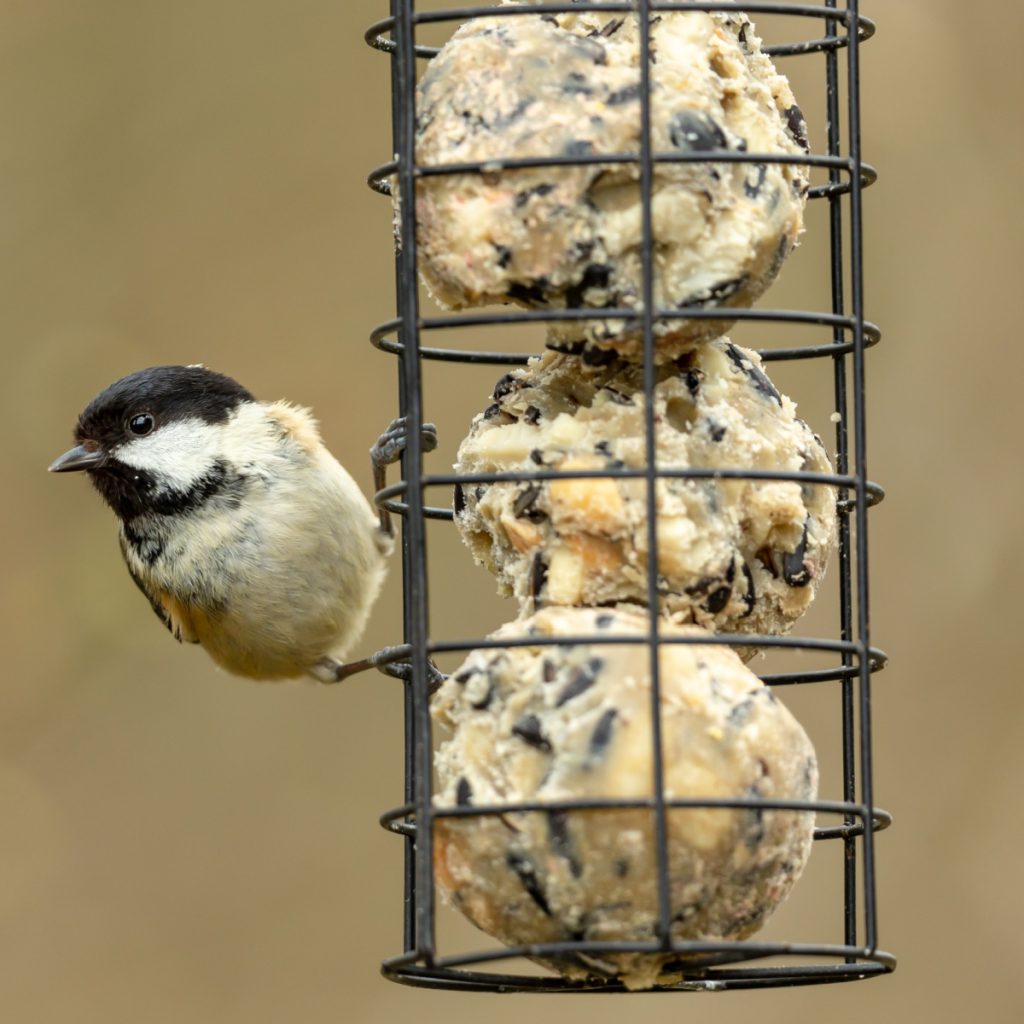 how to make bird suet