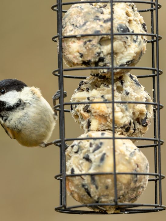 how to make bird suet