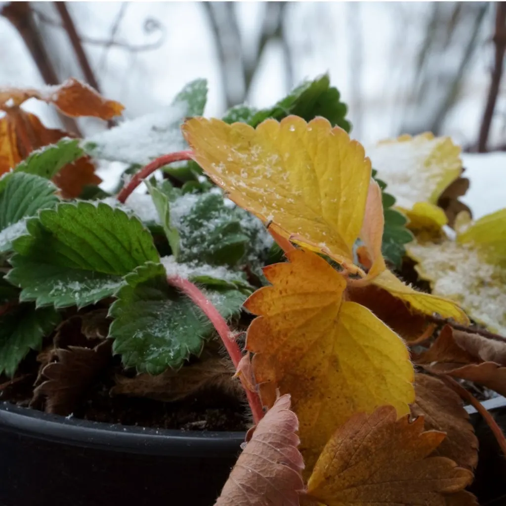 potted plants