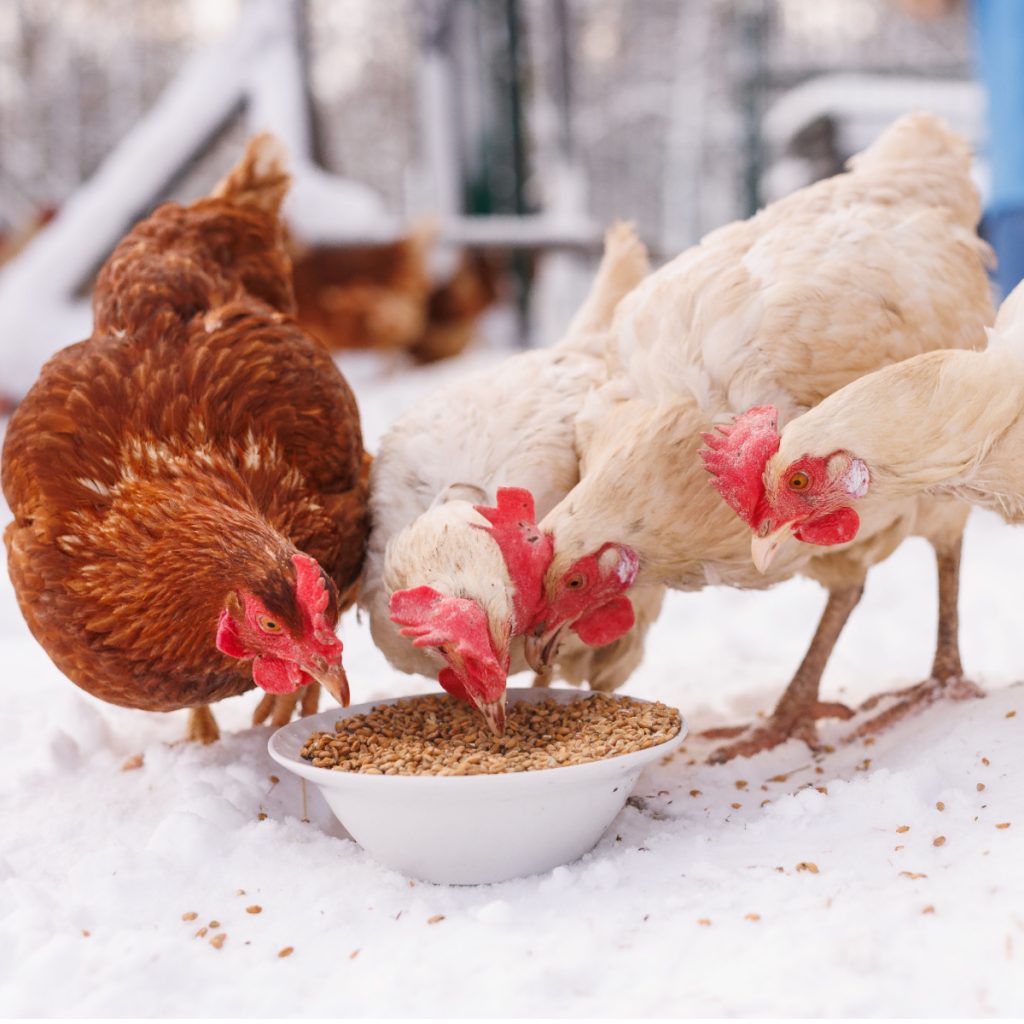 how to protect chickens from winter