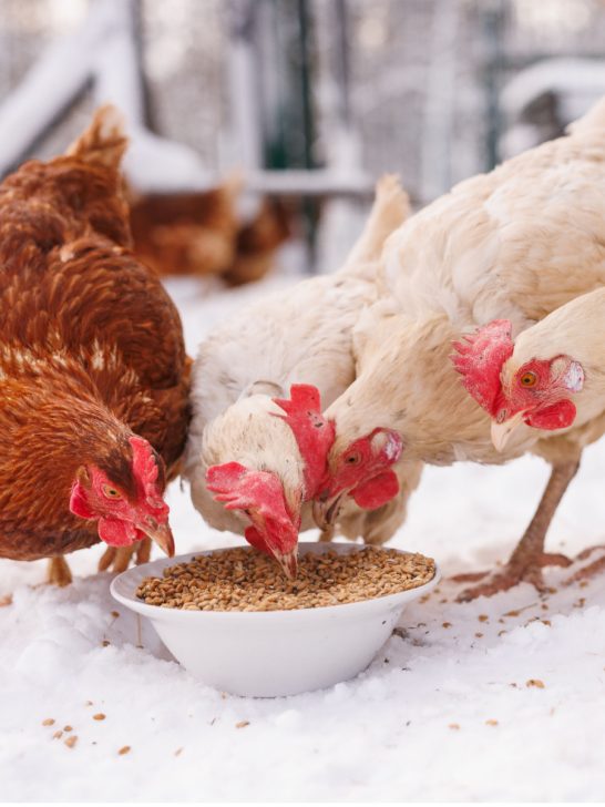 how to protect chickens from winter