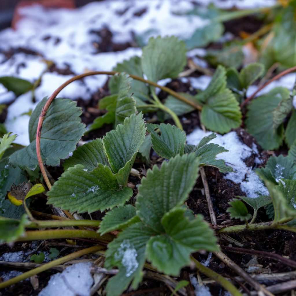 keep strawberry plants safe