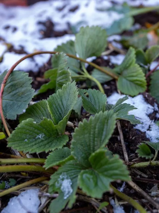 keep strawberry plants safe