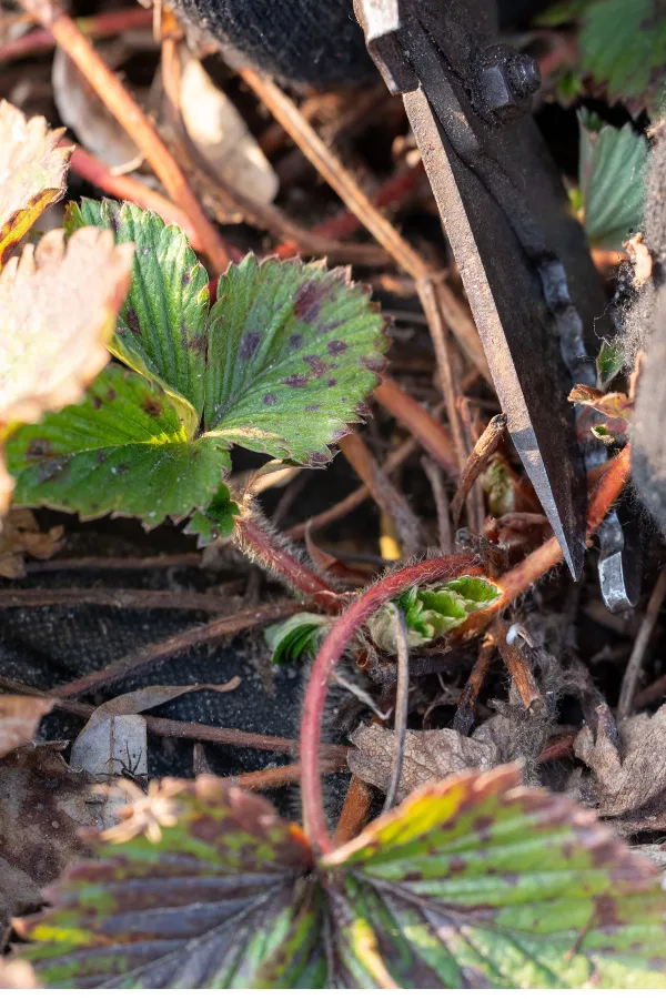 strawberry plants safe from winter