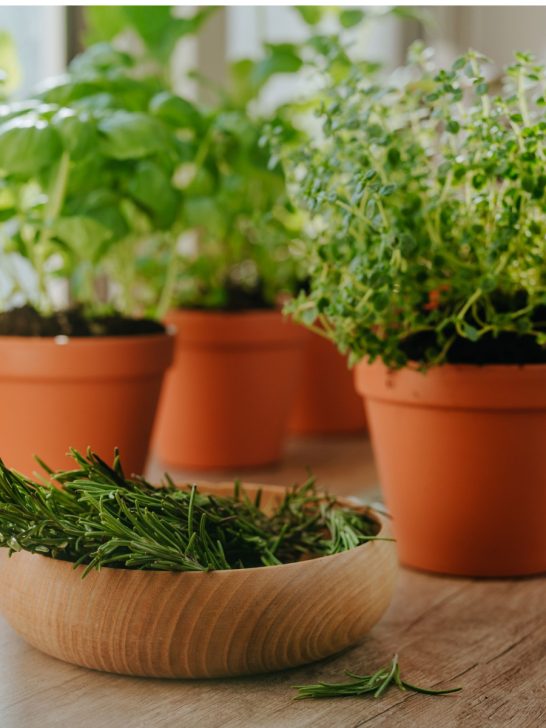 herbs to grow indoors in winter