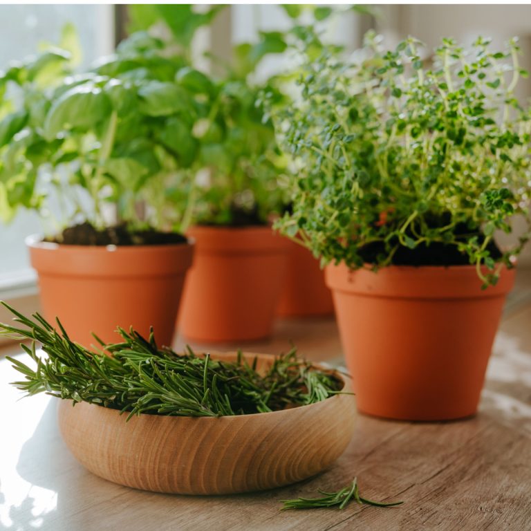 herbs to grow indoors in winter
