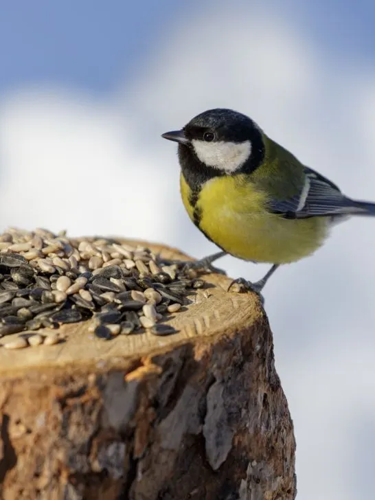 feed birds in the winter