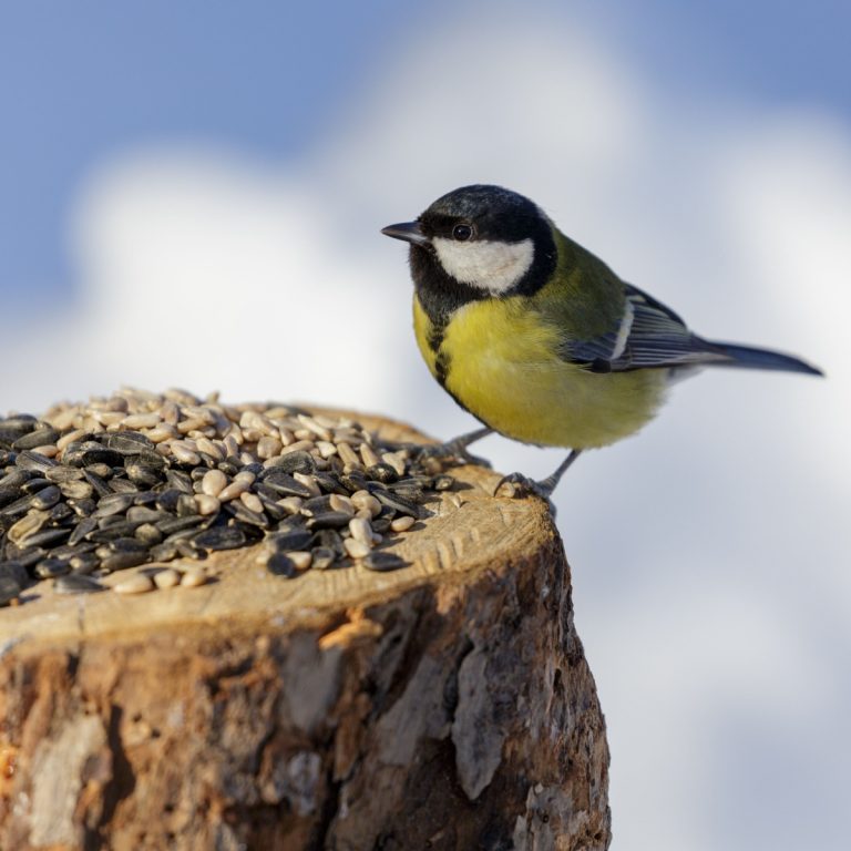feed birds in the winter