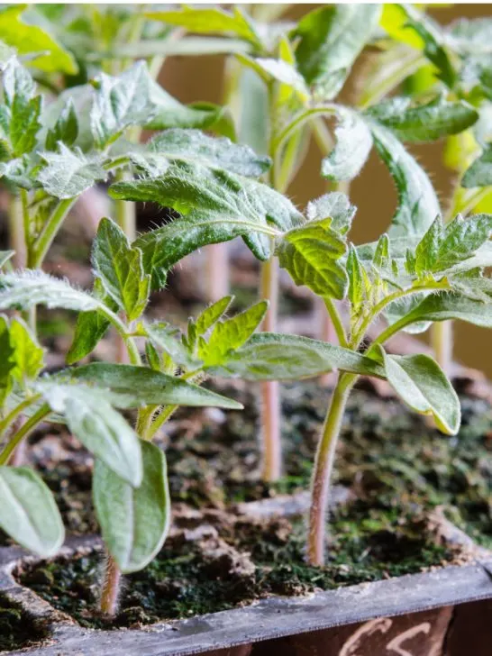 best way to grow tomato plant from seed indoors