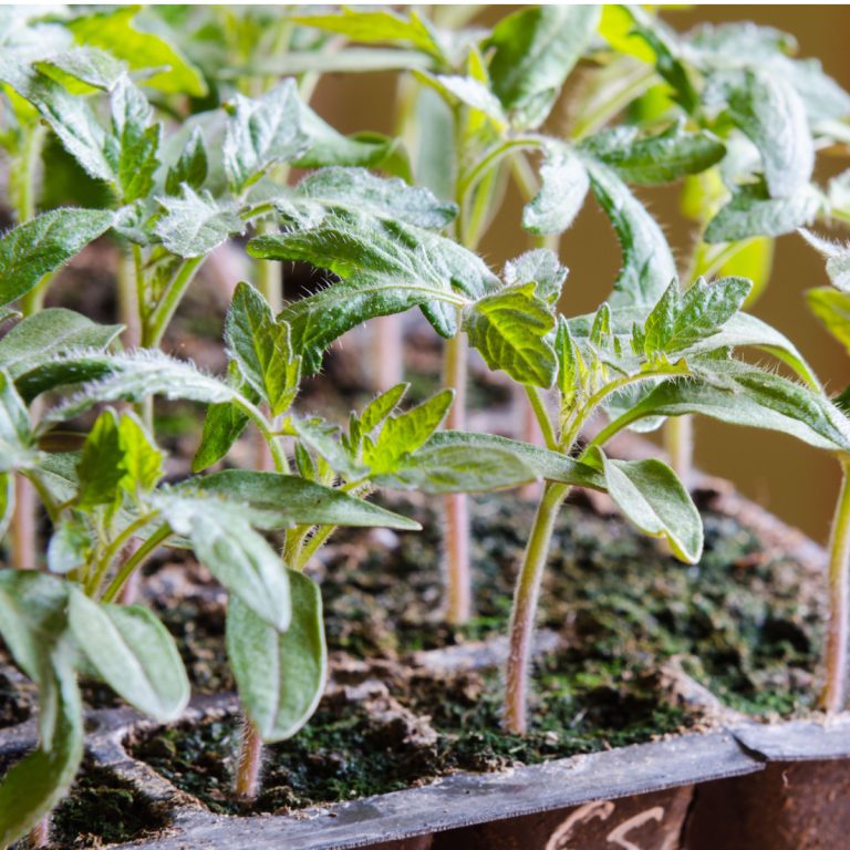 best way to grow tomato plant from seed indoors
