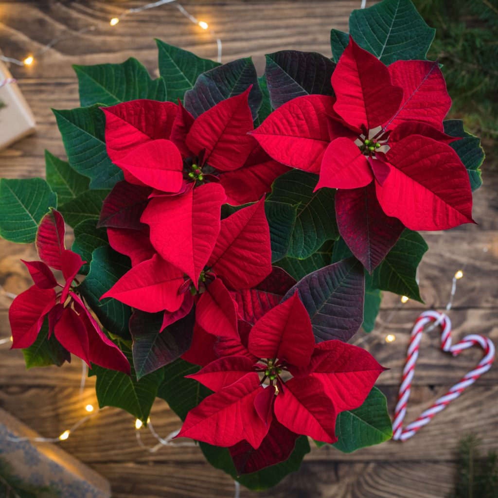 keep poinsettia plants blooming longer