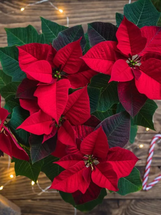 keep poinsettia plants blooming longer