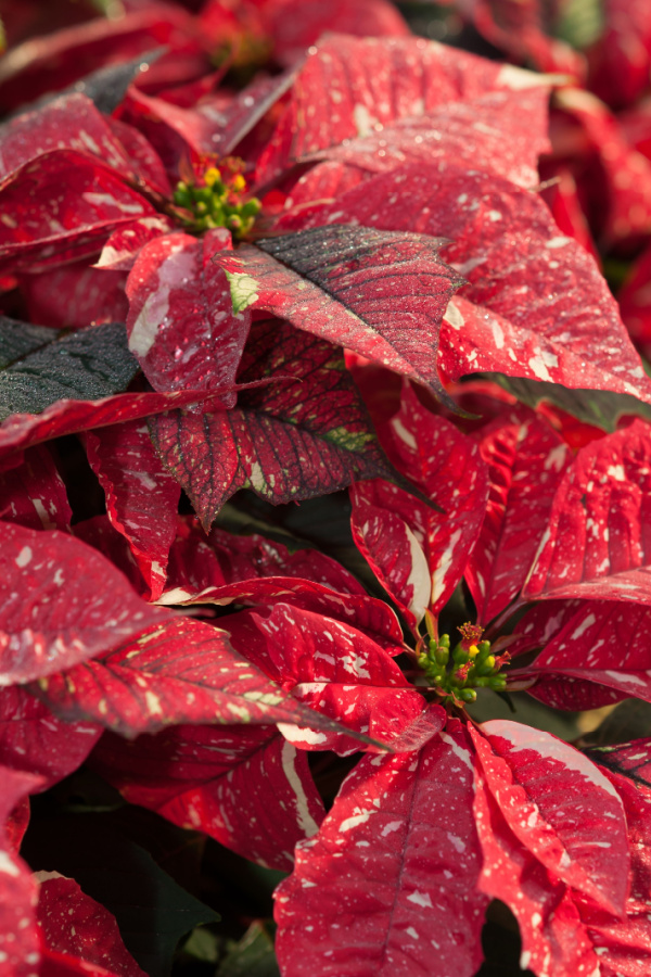 3 Simple Secrets To Keep Poinsettias Blooming Longer Than Ever