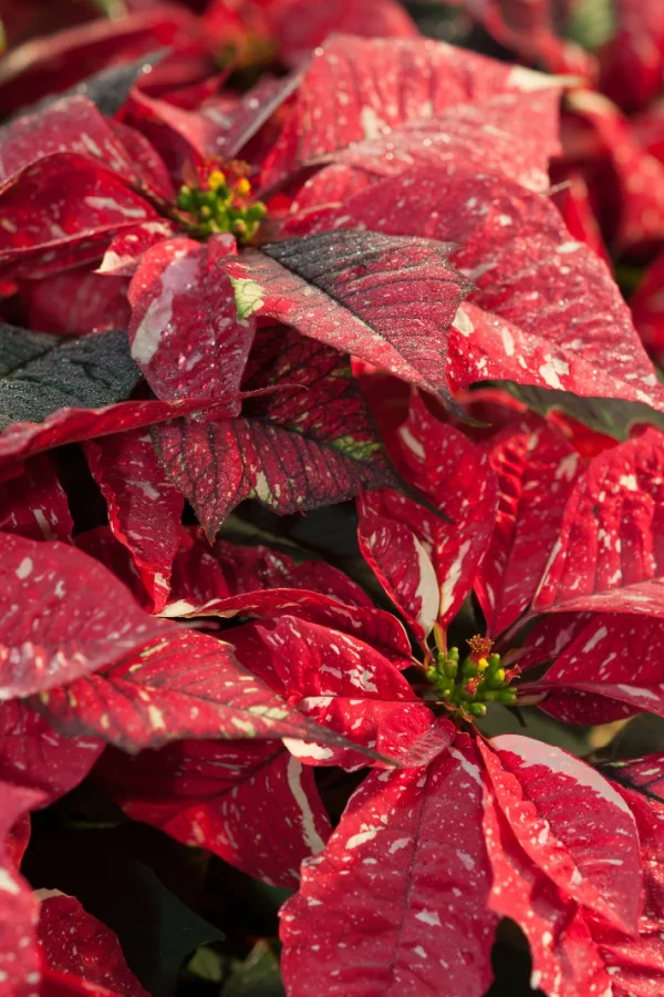 misting poinsettia blooms