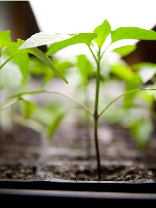 seed starting stand