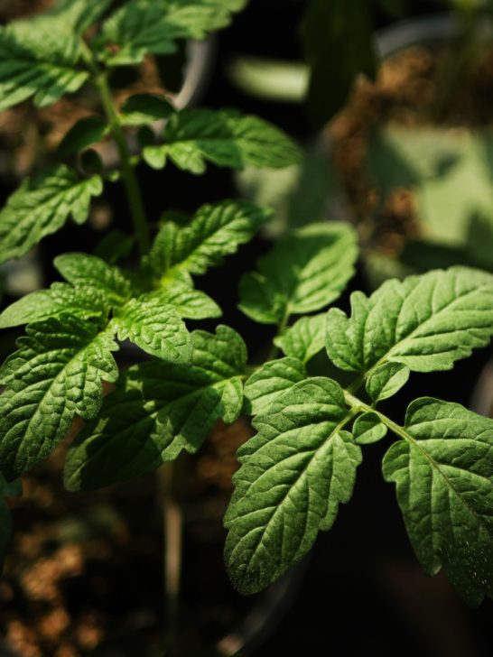 the big secret to starting seeds indoors