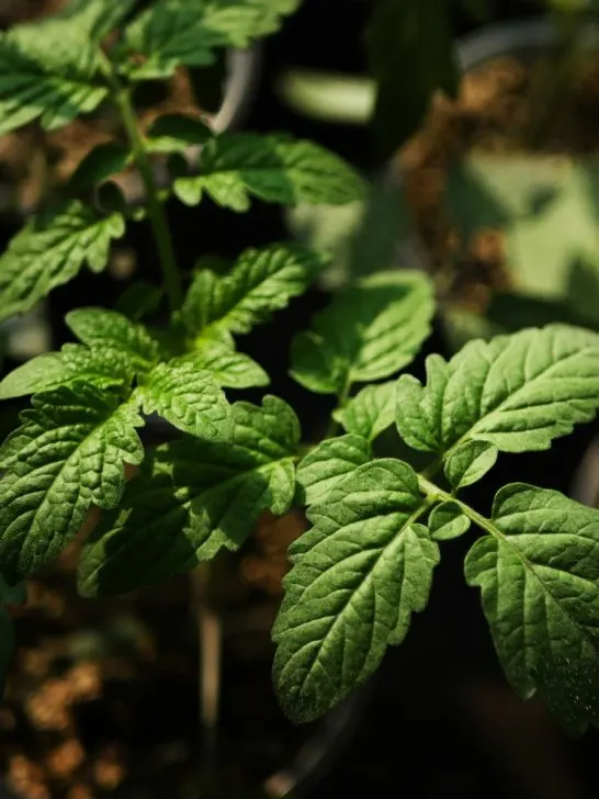 the big secret to starting seeds indoors