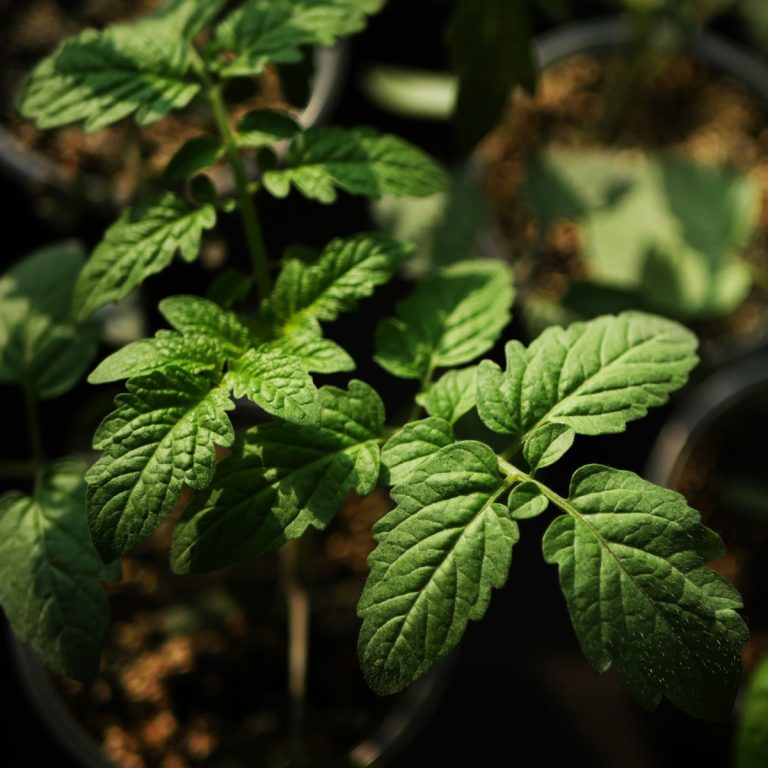 the big secret to starting seeds indoors