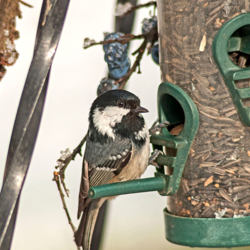 3 best bird feeders to feed birds in the winter