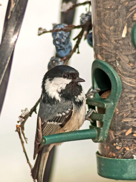 3 best bird feeders to feed birds in the winter