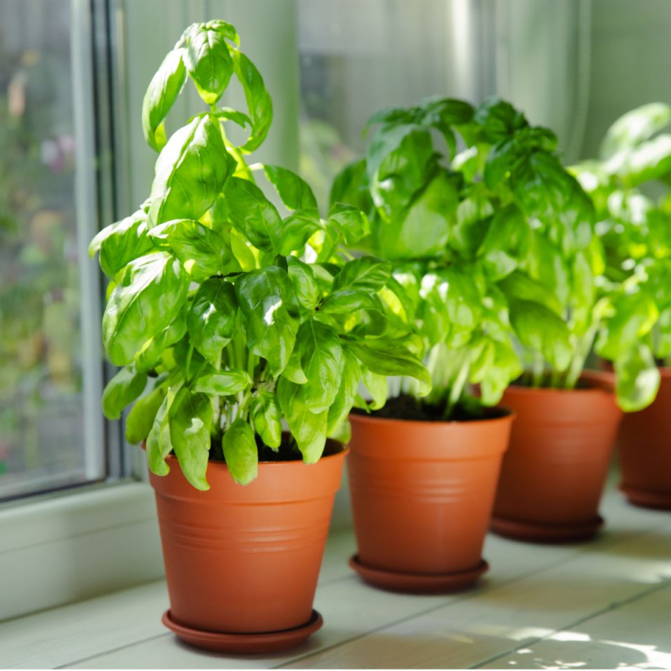 How To Grow Fresh Basil Indoors - The One Secret To Success!