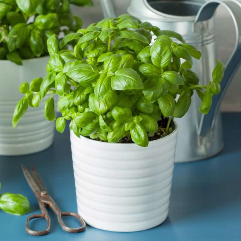 fresh basil indoors in the winter