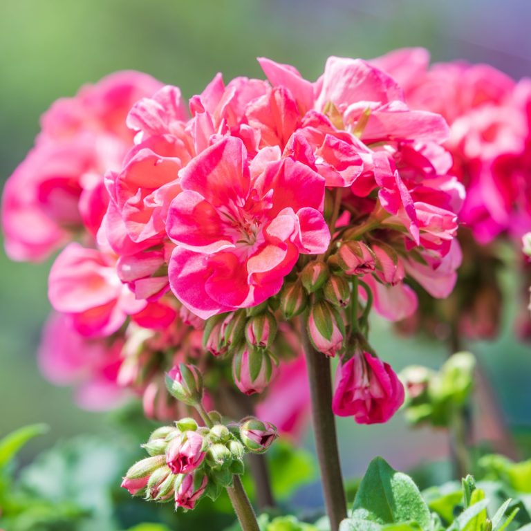 start geraniums from seed indoors