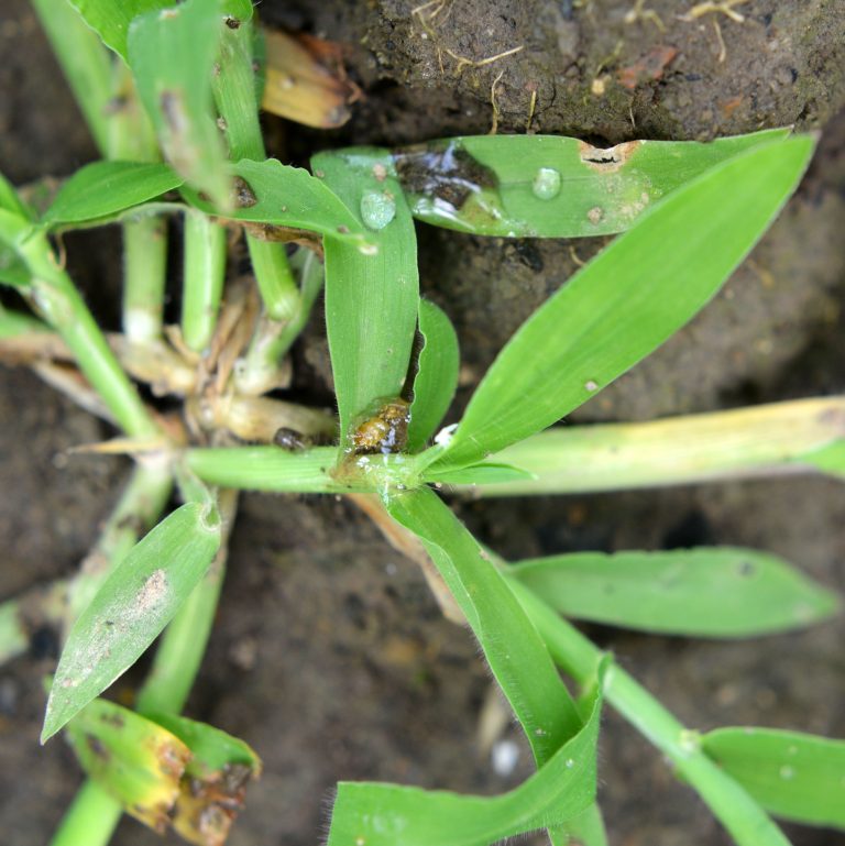 how to eliminate crabgrass in the spring