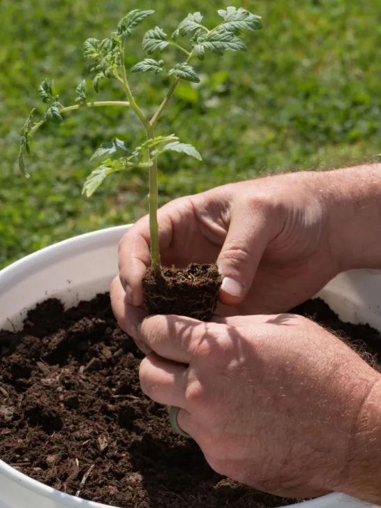 grow tomatoes in buckets