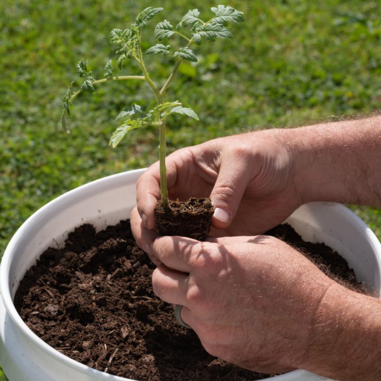 grow tomatoes in buckets