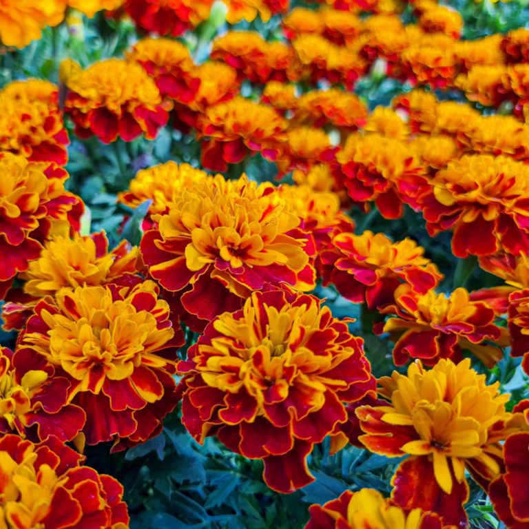 French Marigolds In A Vegetable Garden