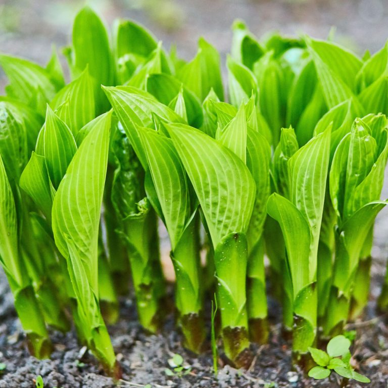 revive hostas before spring