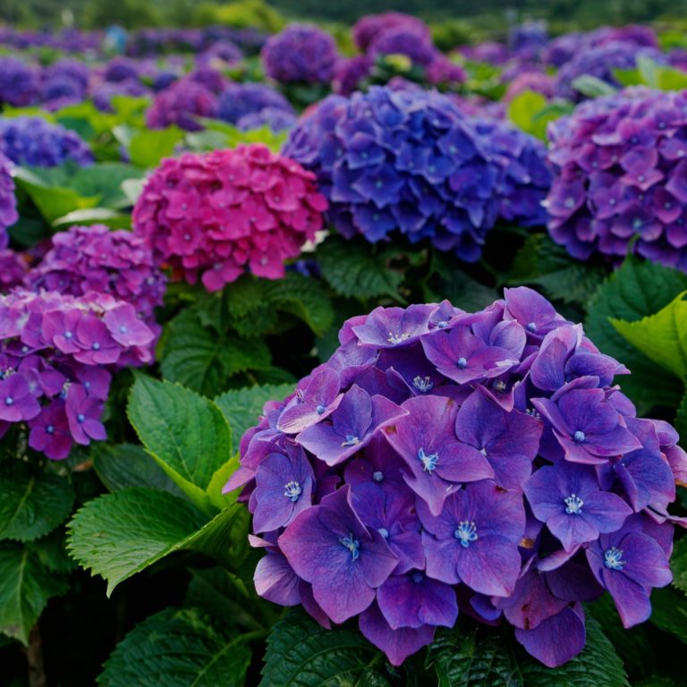 secret to change hydrangea colors