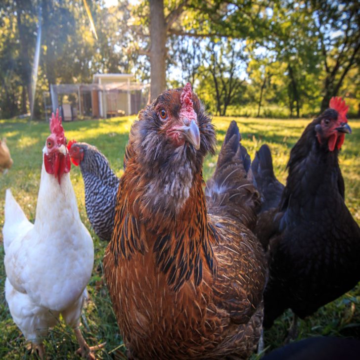 The Secrets To Raising Backyard Chickens - Keeping It Easy!
