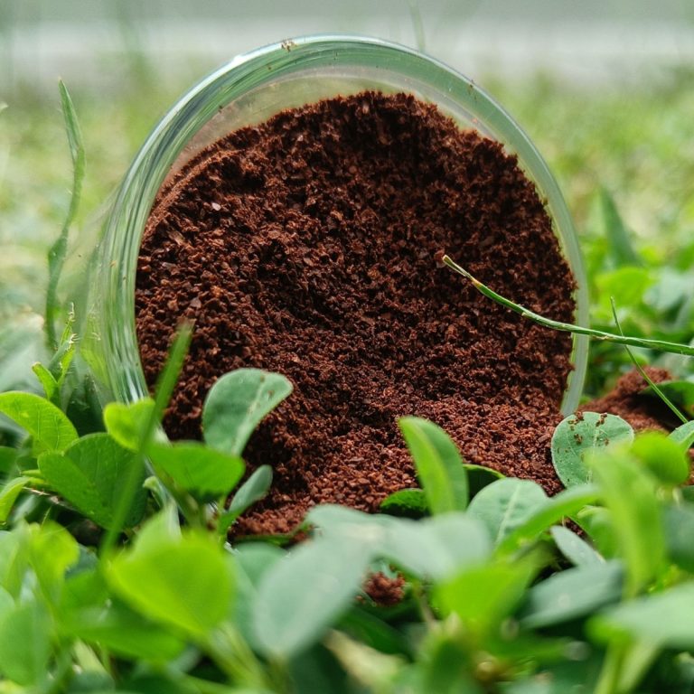 coffee grounds and plants - best way to use