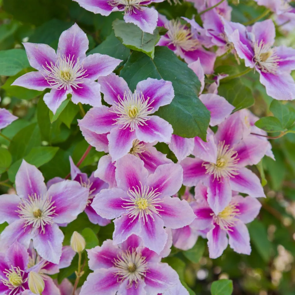 early spring - fertilize clematis