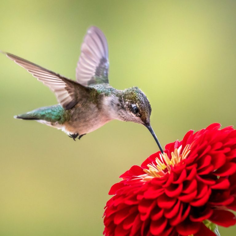 plant hummingbirds love