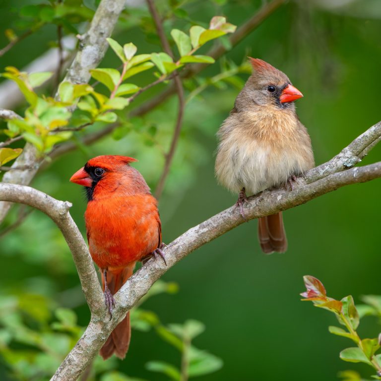 attract and feed cardinals in the spring