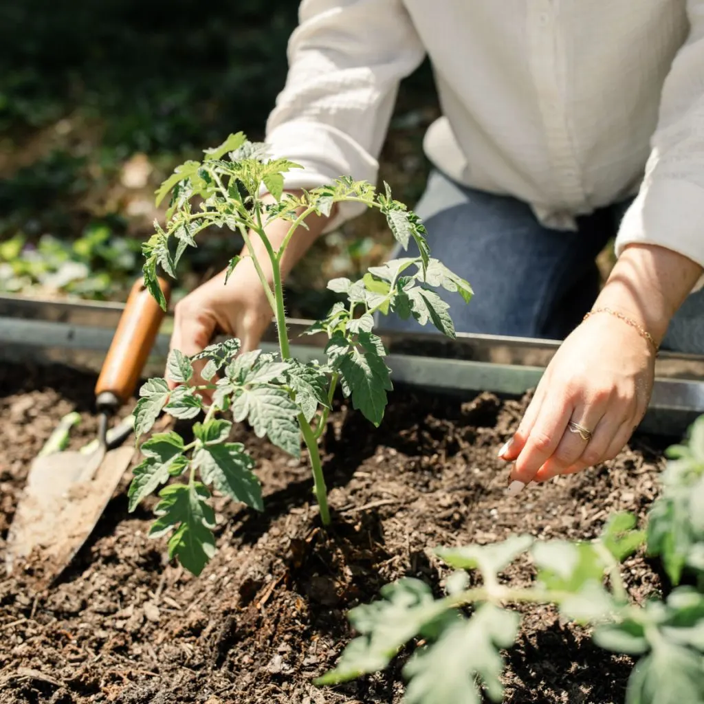 how to best plant tomatoes right