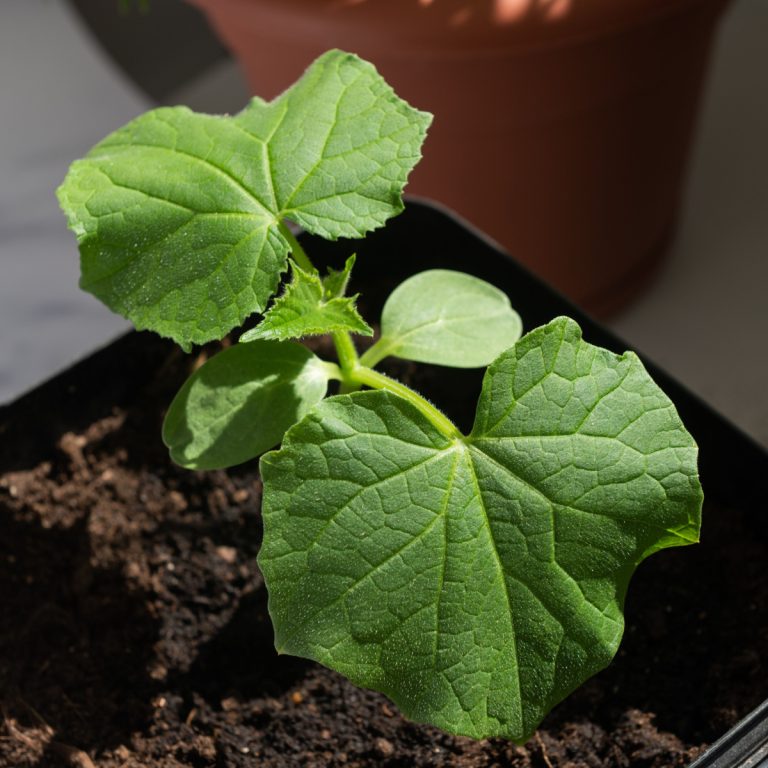 big secret to planting cucumbers