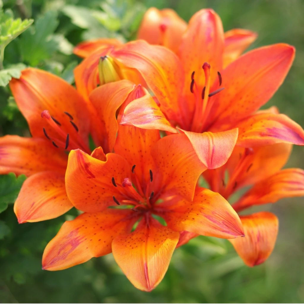 fertilize daylilies in the spring
