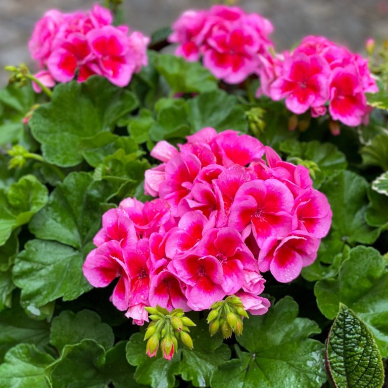 how to fertilize geraniums