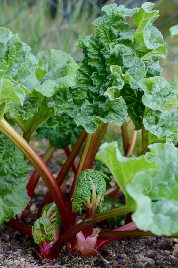 growing rhubarb