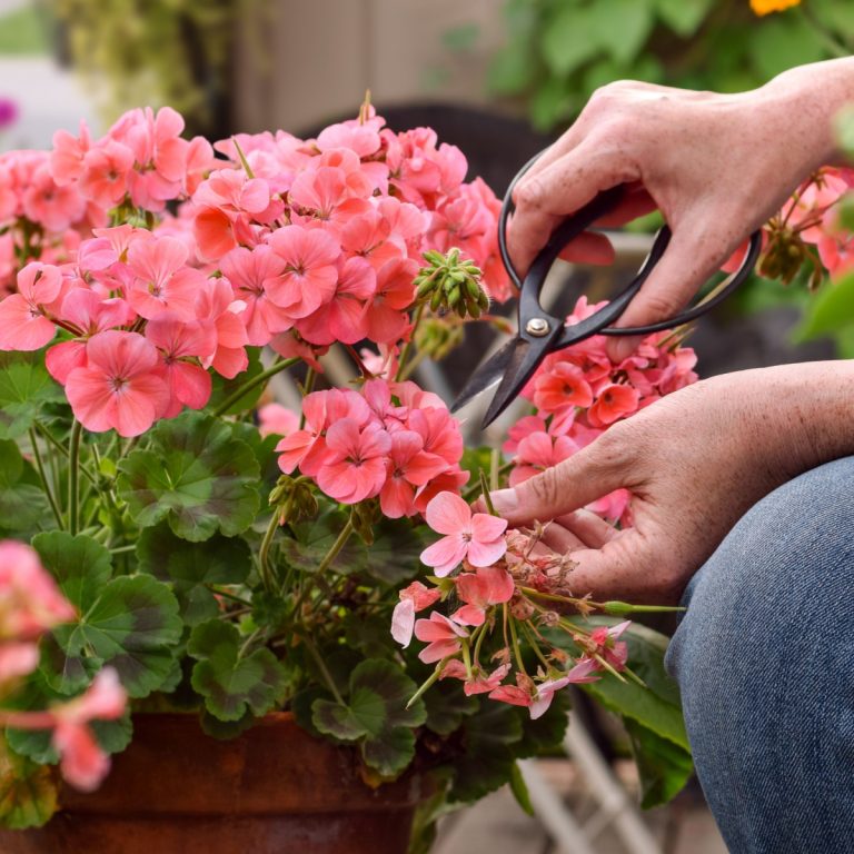 best way to deadhead geraniums