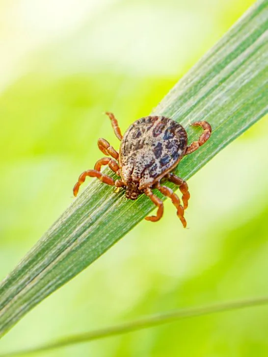 get rid of ticks